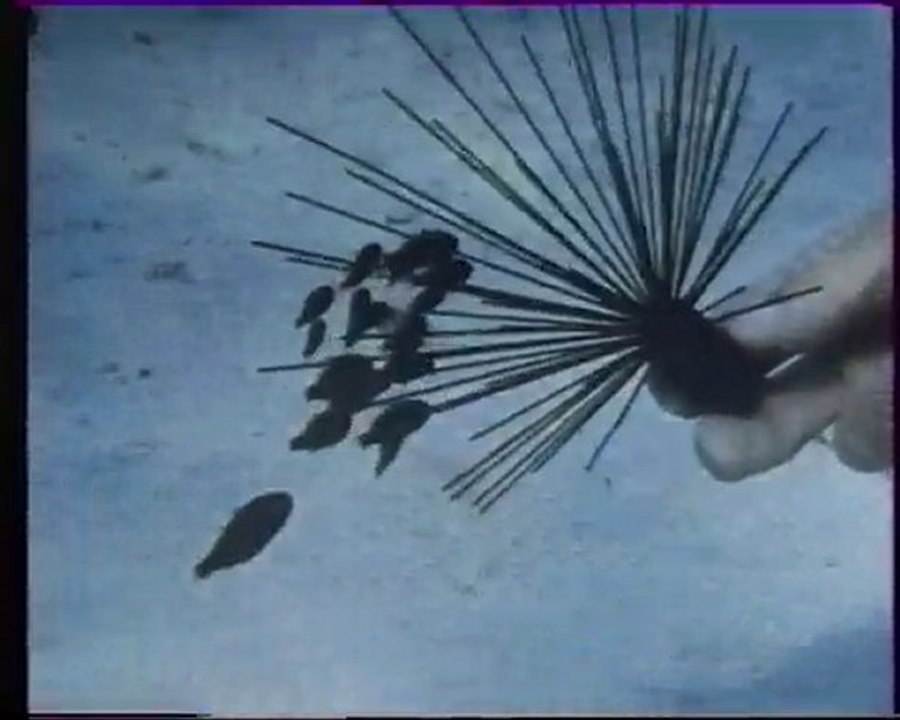 Les inventions de la vie 10 : L'école des prédateurs 1