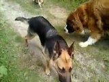 3 filles 9 chiens  un jeudi soir sur la terre