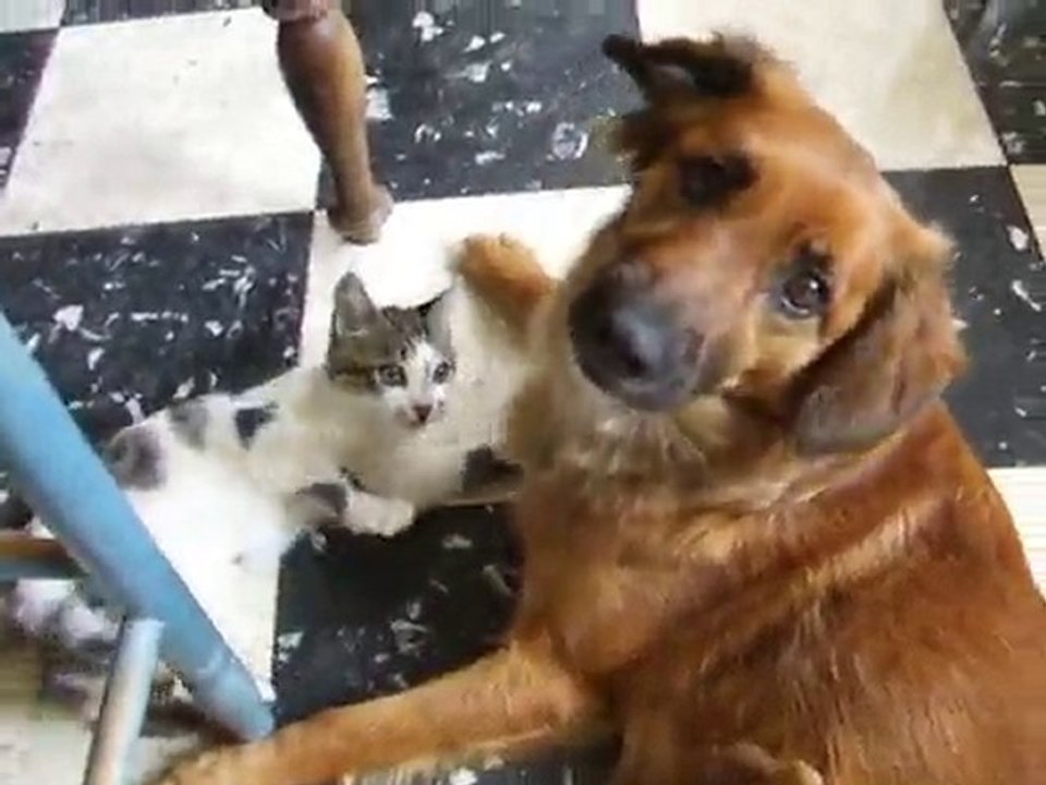 Mousse et Wap