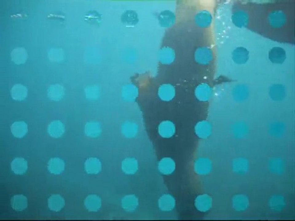Les otaries de Valdes