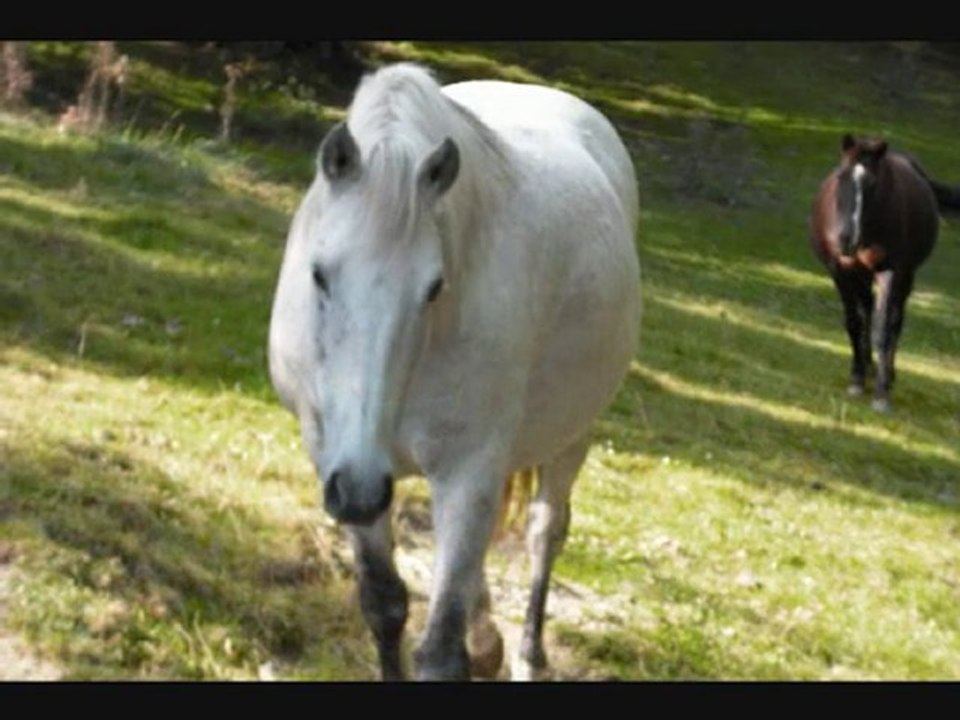 Anes et chevaux