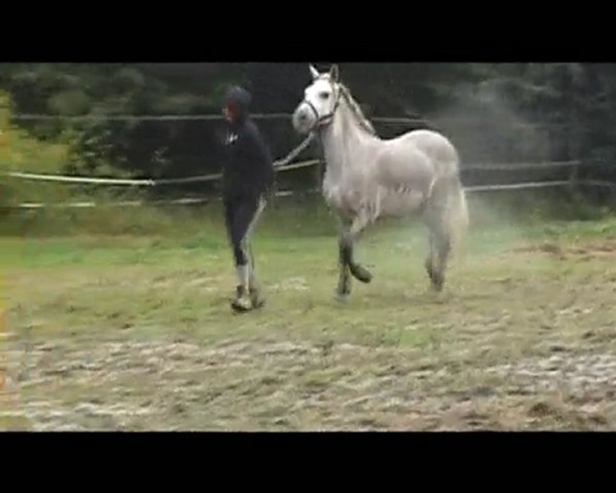 Sortie du pré sous la pluie, Août 2010