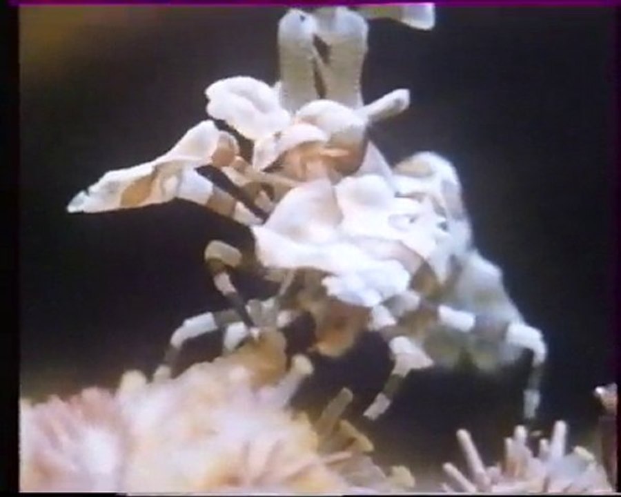 Les inventions de la vie 10 : L'école des prédateurs 2