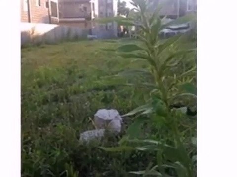 Homes for Sale - 6545 S Woodlawn Ave - Chicago, IL 60637 - C