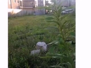 Homes for Sale - 6545 S Woodlawn Ave - Chicago, IL 60637 - C