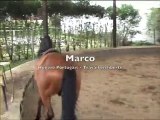 Marco, Hongre Portugais à vendre, 8 ans