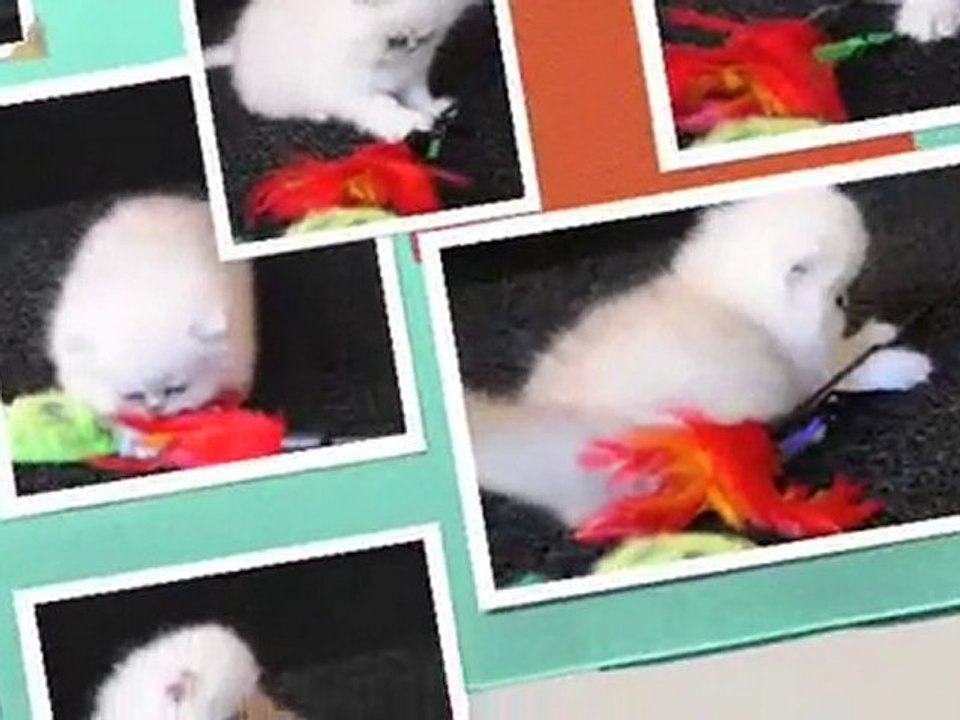 Chaton Persan Femelle 6 sem