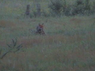 Renarde et ses petits