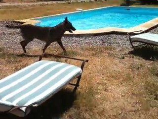 Denver Berger malinois à la piscine