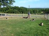 LES CHIENS DANS LE PARC