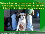 Puppy Training Advice For New Dog Owners