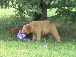 Pendragon Poodles Beneath a Blue Spruce
