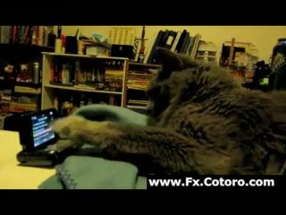 Cat Doesn't Enjoy Rick Astley