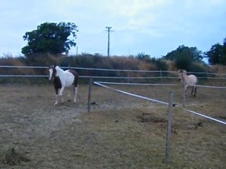 les poneys le matin