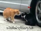 YouTube - _ซับนรก_ เมื่อแมวด่าแมว (original - 12 april 10)