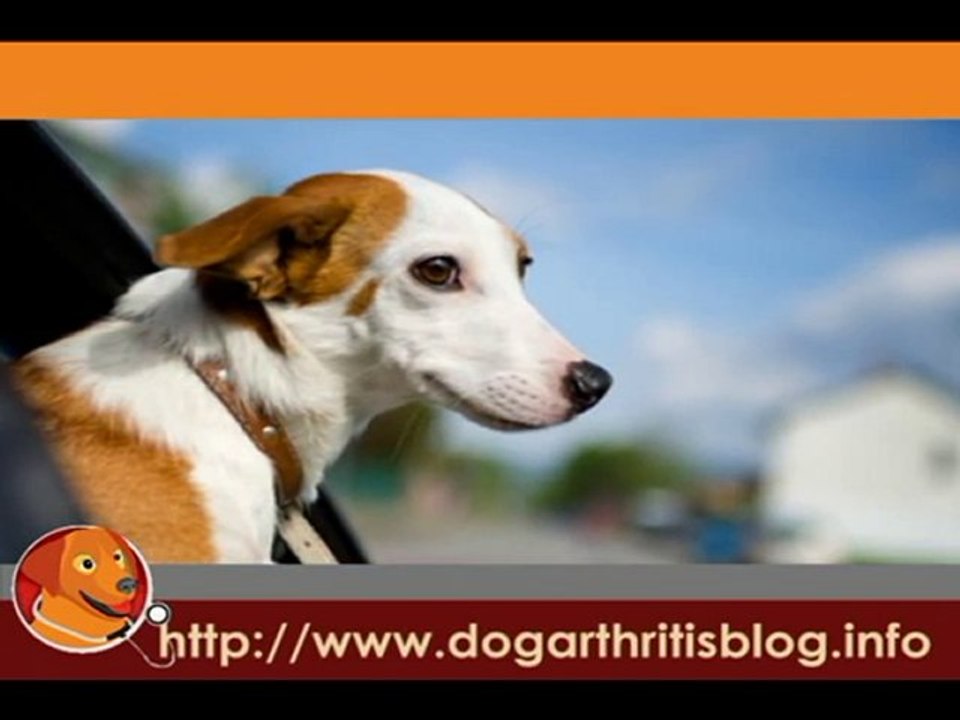 Avoiding Dog Arthritis Through Hip Dysplasia Treatment