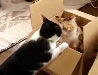 Boks Maçı yapan iki kedi xD