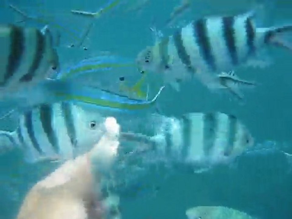 Snorkeling aux Perhentians