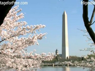 Free HD and SD Stock Footage of Washington DC Cherry Blossom