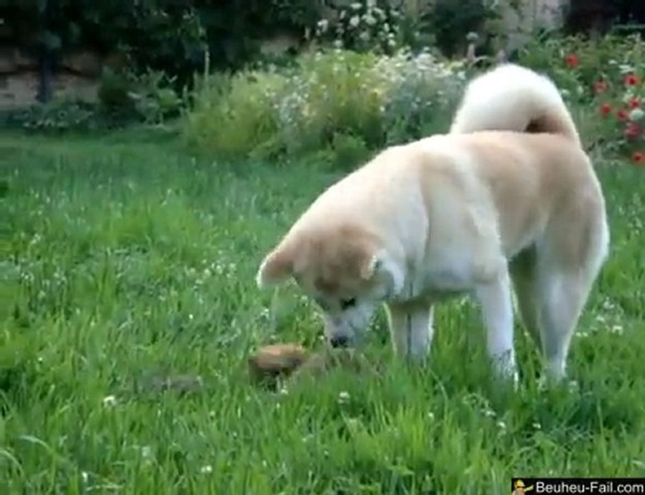 Un renard joue avec un chien