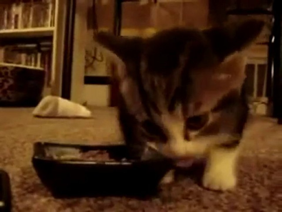 Miam Miam Chat