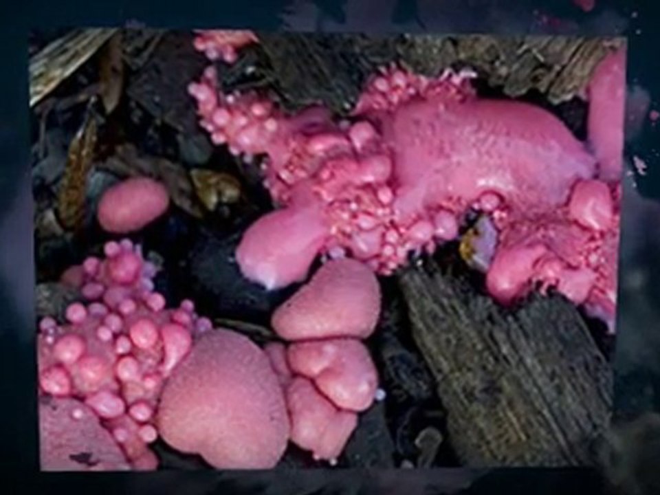 Symptoms of Slime Mold Black Point FL 386