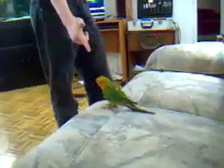 Ölü Numarası Yapan Kuş xD