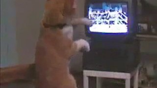 Bagare entre un chat et les boxeurs a la télévision
