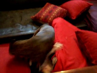 amstaff vs bull terrier