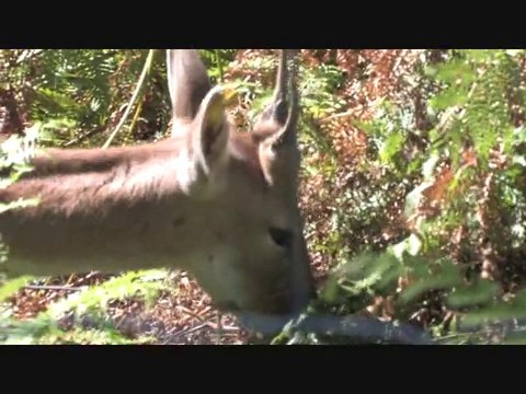 parc animalier fougerolles-saint-valbert
