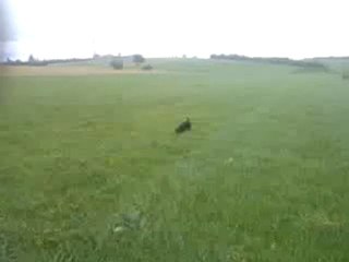 faco jagd de 6 mois au travail