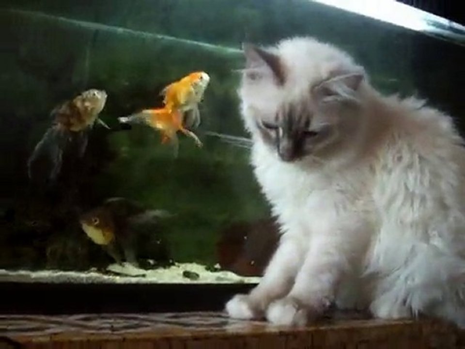 sacre de birmanie newton 4