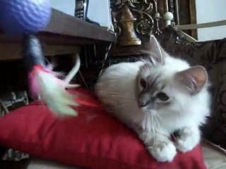 sacre de birmanie newton 6