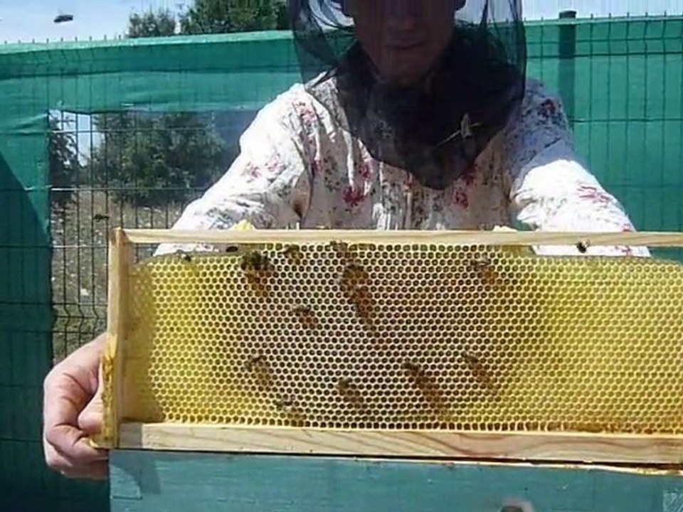 3/4 suivi bati Hausse de Miel !!! Balma 10/08/2010