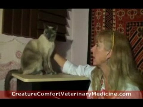 Get Rid Of Cat Fleas