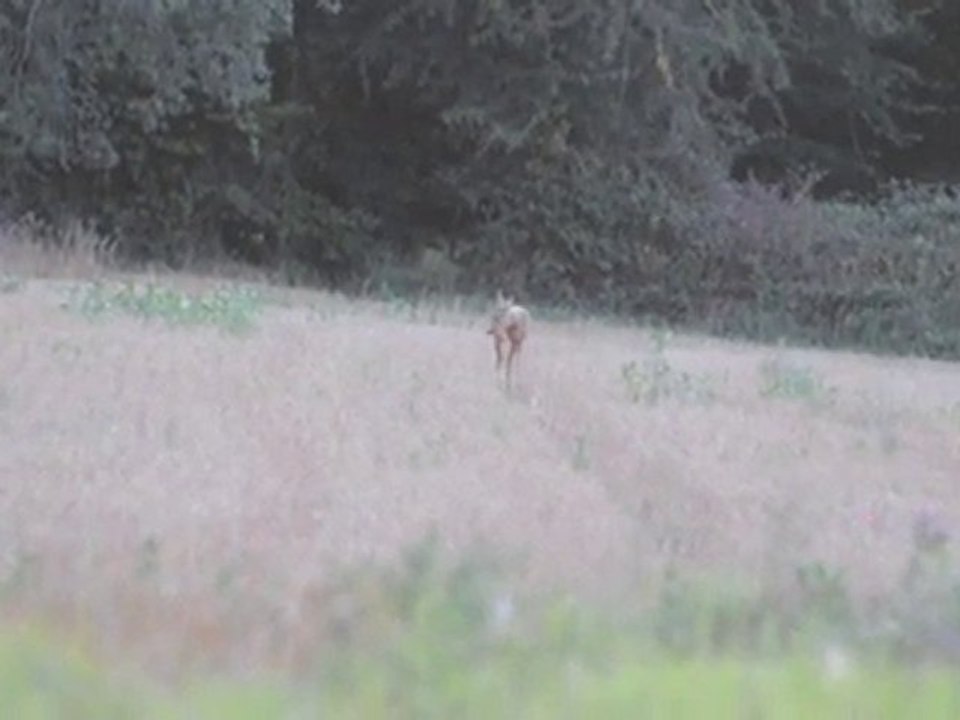 Chevreuil (mâle) aboyant ou rayant