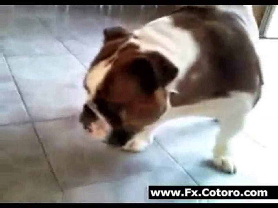 Turtle And Dog Eat Cheerios