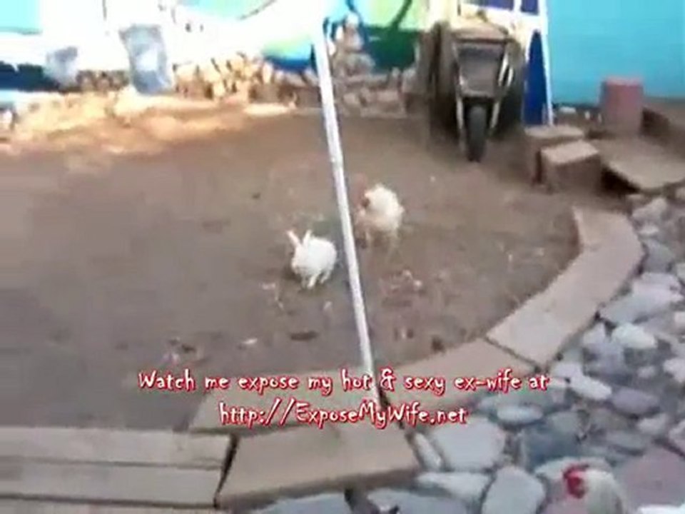 2 Chickens Break Up Rabbit Fight