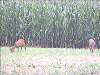 Chevreuils dans les maïs de la Chénuère
