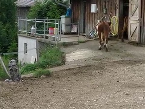 Dolly, travail quotidien, août 2010, 1