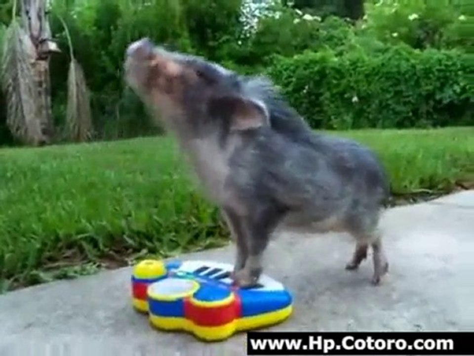 Teacup Pig Plays The Piano