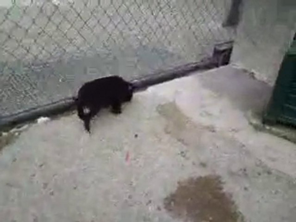 Fureur // 01-08-2010 // Staffordshire Bull Terrier