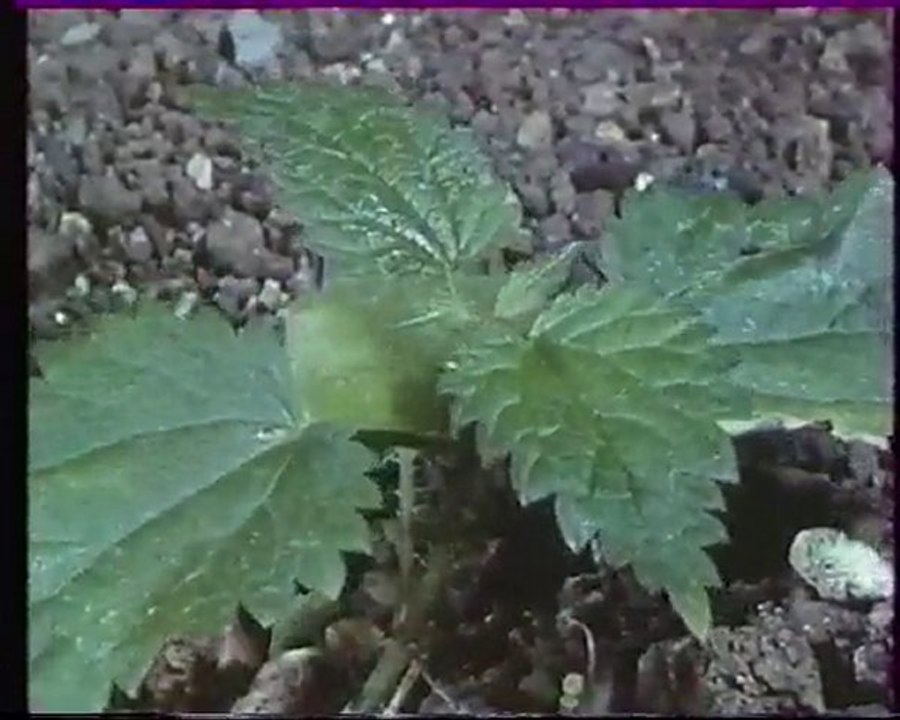 Les inventions de la vie 12 : Le territoire des herbes 1