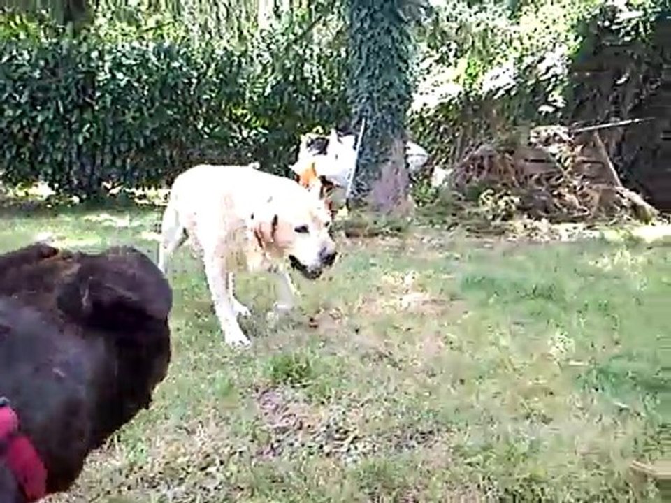 Rowdy & Kiki