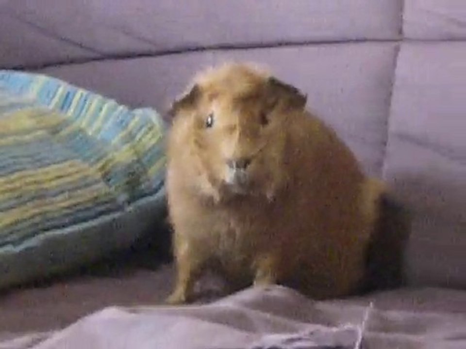 zoe