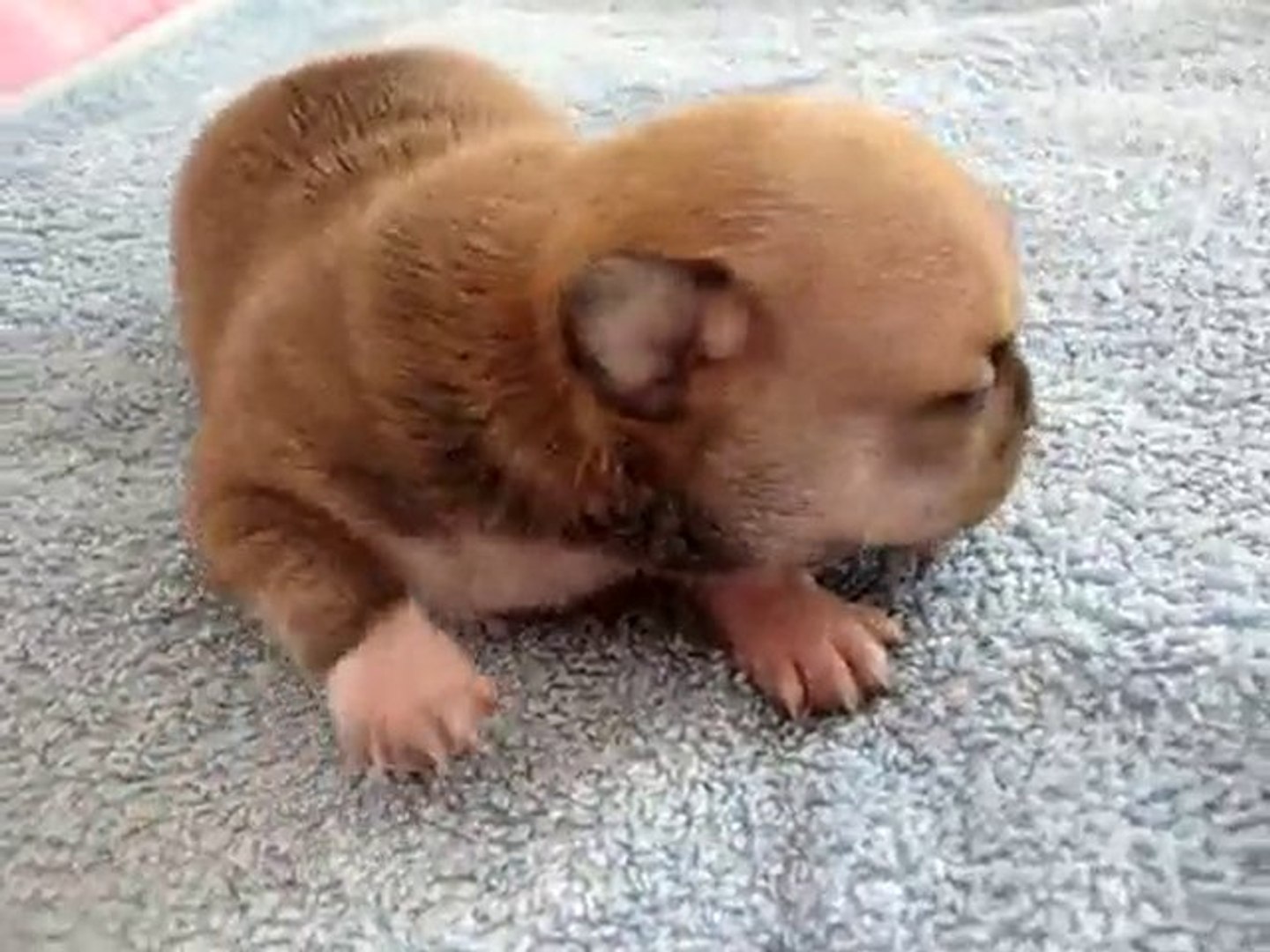 ⁣Chiot, bébé chihuahua