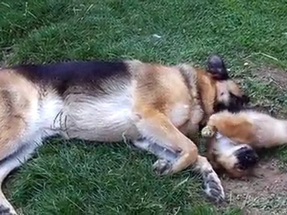 jeu de chiens