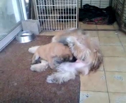 Chiot Berger des Pyrénées à l'attaque