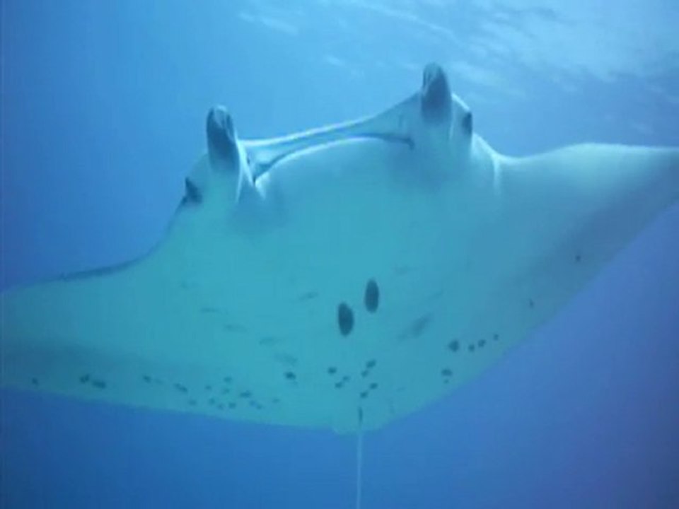 Moment magique avec les raies mantas !!!