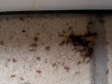 les fourmis attaquent